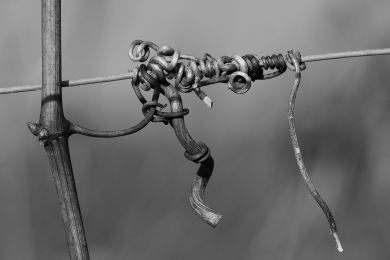 Jürgen Fesser: Der Rest vergärt